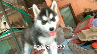 Detail Adopsi Anjing Siberian Husky Nomer 33