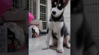 Detail Adopsi Anjing Siberian Husky Nomer 35