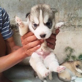 Detail Adopsi Anjing Siberian Husky Nomer 36