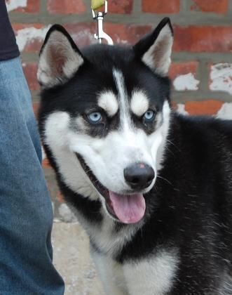 Detail Adopsi Anjing Siberian Husky Nomer 37