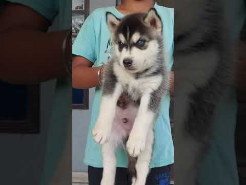 Detail Adopsi Anjing Siberian Husky Nomer 38