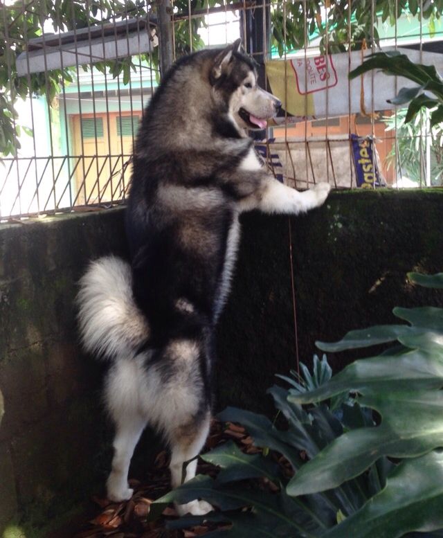 Detail Adopsi Anjing Siberian Husky Nomer 39