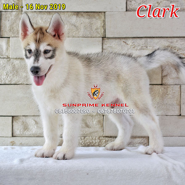 Detail Adopsi Anjing Siberian Husky Nomer 42