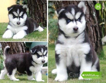 Detail Adopsi Anjing Siberian Husky Nomer 46