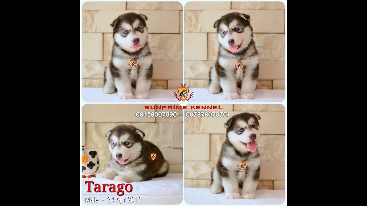 Detail Adopsi Anjing Siberian Husky Nomer 48