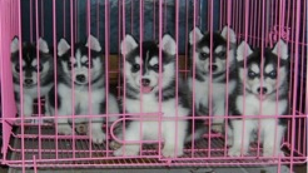 Detail Adopsi Anjing Siberian Husky Nomer 49