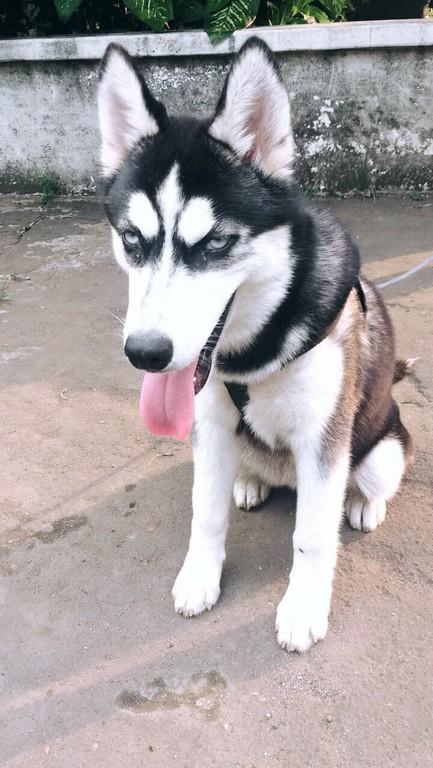 Detail Adopsi Anjing Siberian Husky Nomer 6