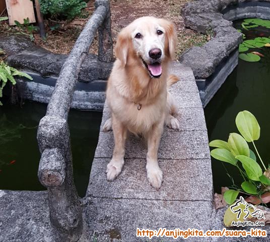 Adopsi Golden Retriever - KibrisPDR