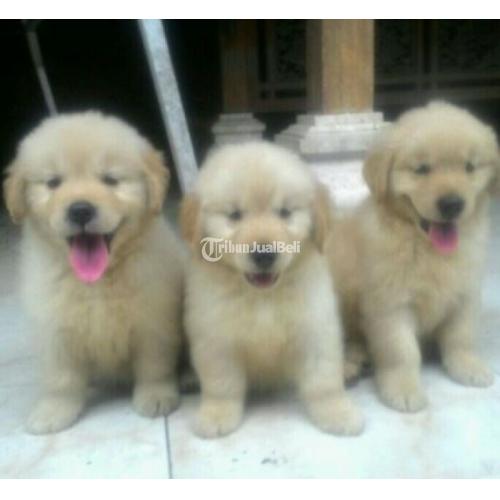 Detail Adopsi Golden Retriever Nomer 4