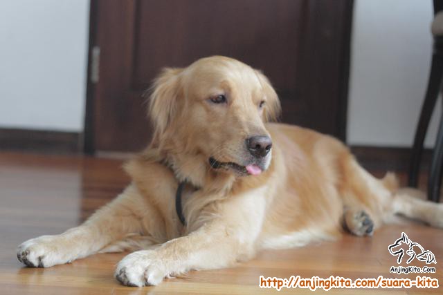 Detail Adopsi Golden Retriever Nomer 14