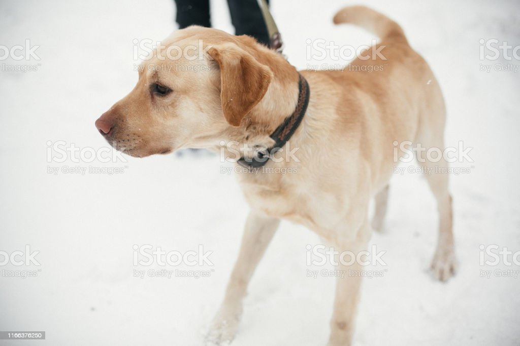 Detail Adopsi Golden Retriever Nomer 36