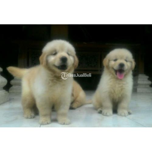 Detail Adopsi Golden Retriever Nomer 2