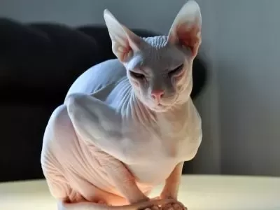 Detail Adopsi Munchkin Cat Nomer 37