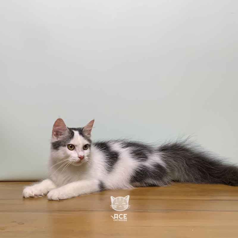 Download Adopsi Munchkin Cat Nomer 55