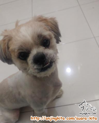 Detail Adopsi Shih Tzu Nomer 2