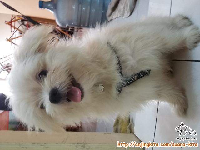 Detail Adopsi Shih Tzu Nomer 8