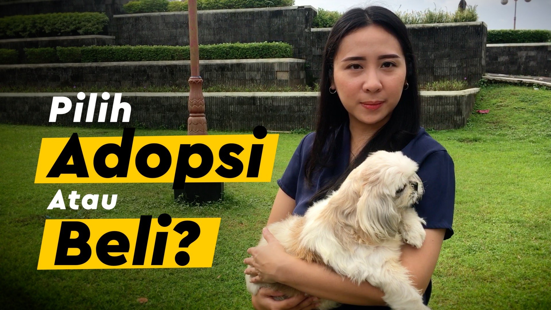 Detail Adopsi Shih Tzu Nomer 14