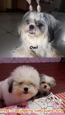 Detail Adopsi Shih Tzu Nomer 17