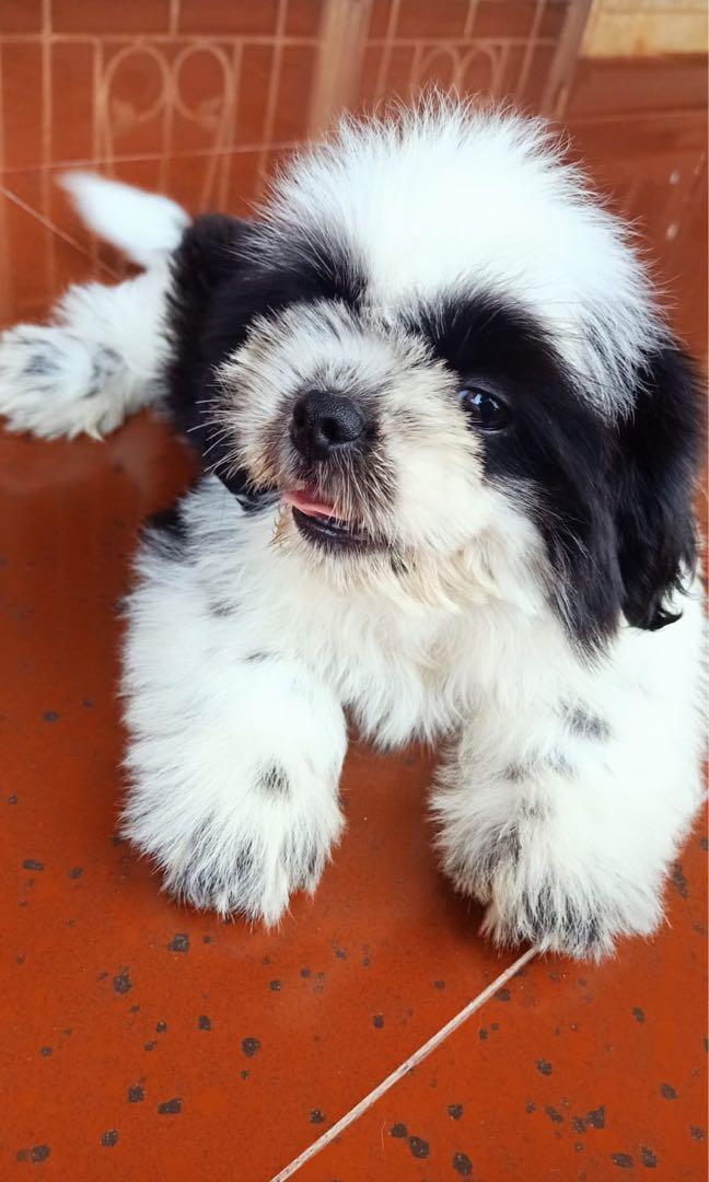 Detail Adopsi Shih Tzu Nomer 20