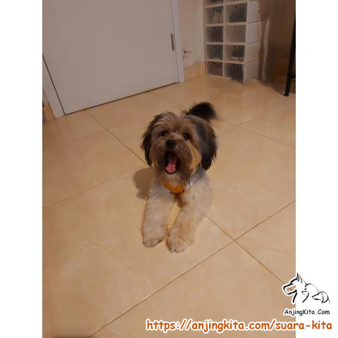 Detail Adopsi Shih Tzu Nomer 21