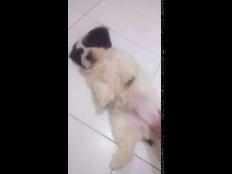 Detail Adopsi Shih Tzu Nomer 26