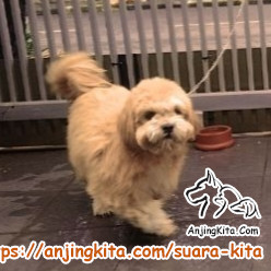 Detail Adopsi Shih Tzu Nomer 27