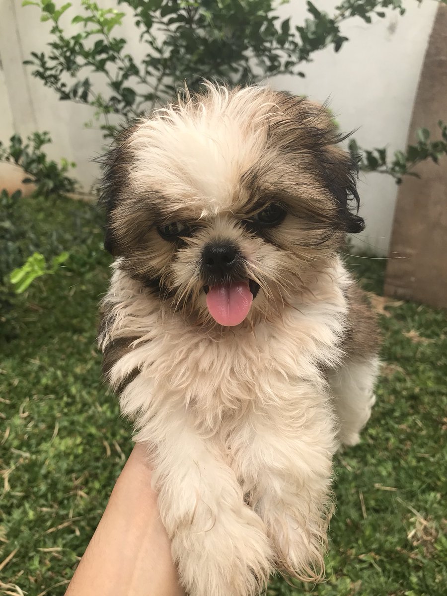 Detail Adopsi Shih Tzu Nomer 31