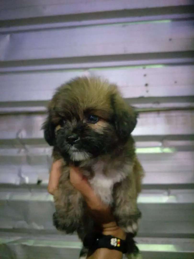 Detail Adopsi Shih Tzu Nomer 35