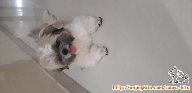 Detail Adopsi Shih Tzu Nomer 3