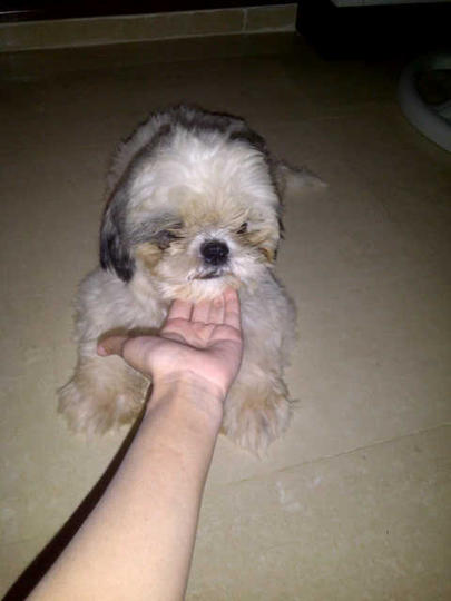 Detail Adopsi Shih Tzu Nomer 41