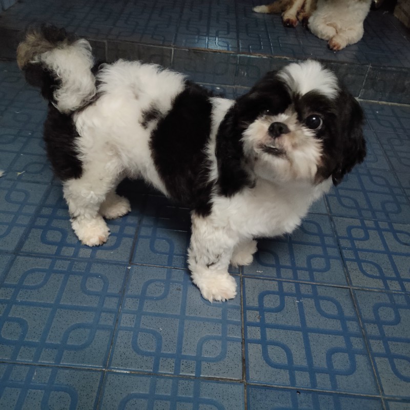 Detail Adopsi Shih Tzu Nomer 44