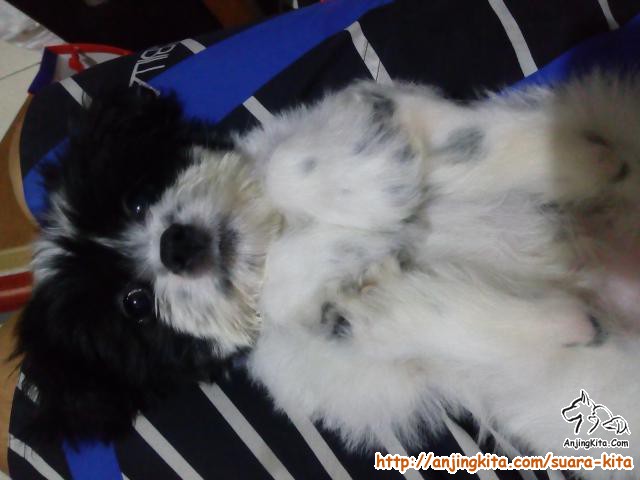 Detail Adopsi Shih Tzu Nomer 5