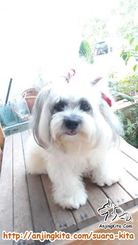 Adopsi Shih Tzu Gratis 43 Koleksi Gambar Adopsi Shih Tzu Gratis 43 Koleksi Gambar