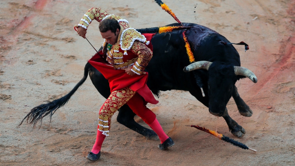 Detail Adu Banteng Spanyol Nomer 7