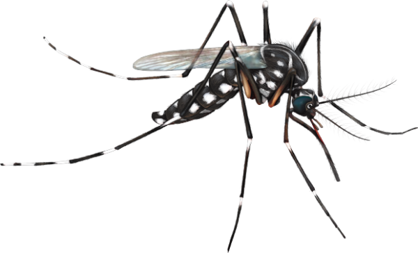Aedes Aegypti Png - KibrisPDR