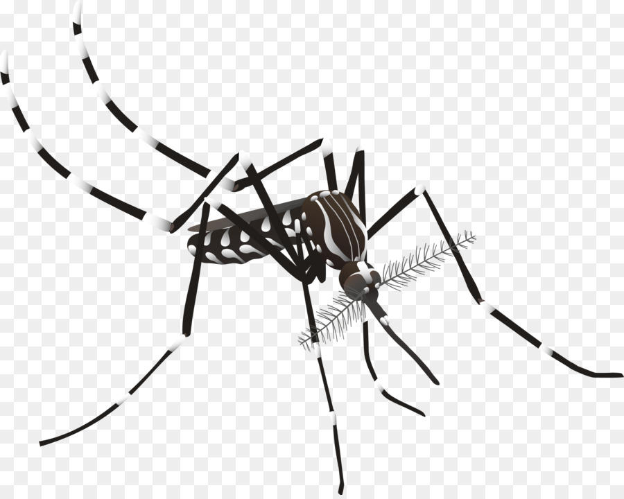 Detail Aedes Aegypti Png Nomer 11