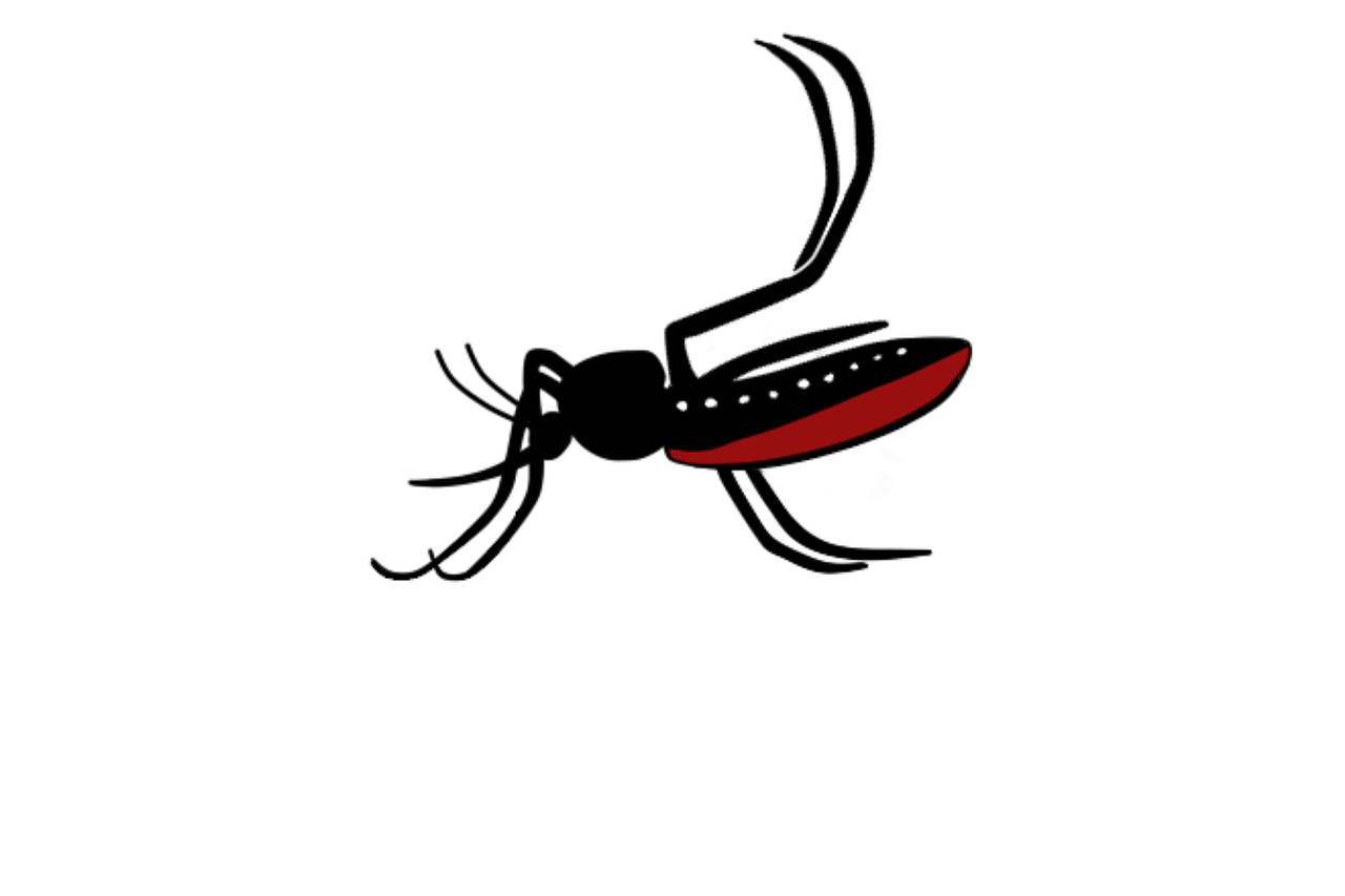 Detail Aedes Aegypti Png Nomer 21