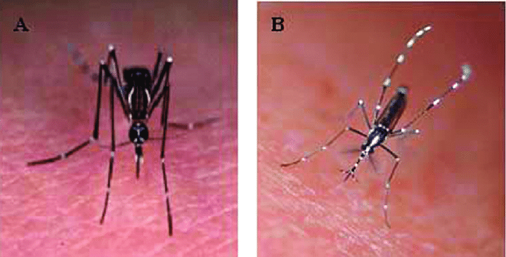 Detail Aedes Aegypti Png Nomer 24