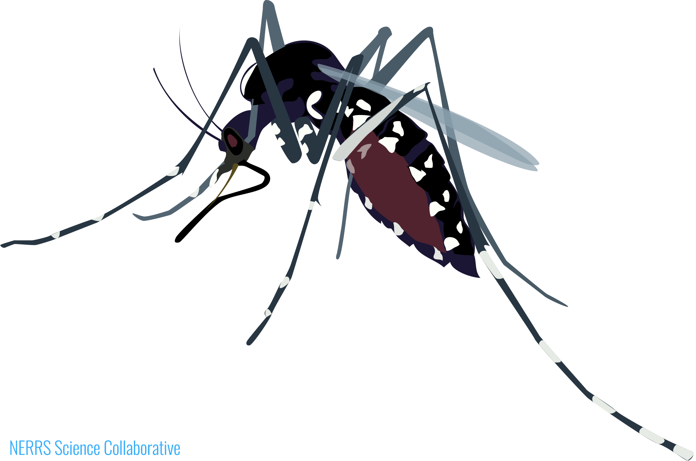 Detail Aedes Aegypti Png Nomer 34