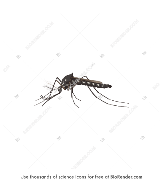 Detail Aedes Aegypti Png Nomer 46