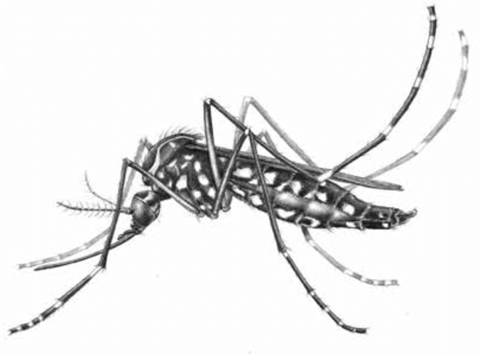 Detail Aedes Aegypti Png Nomer 49