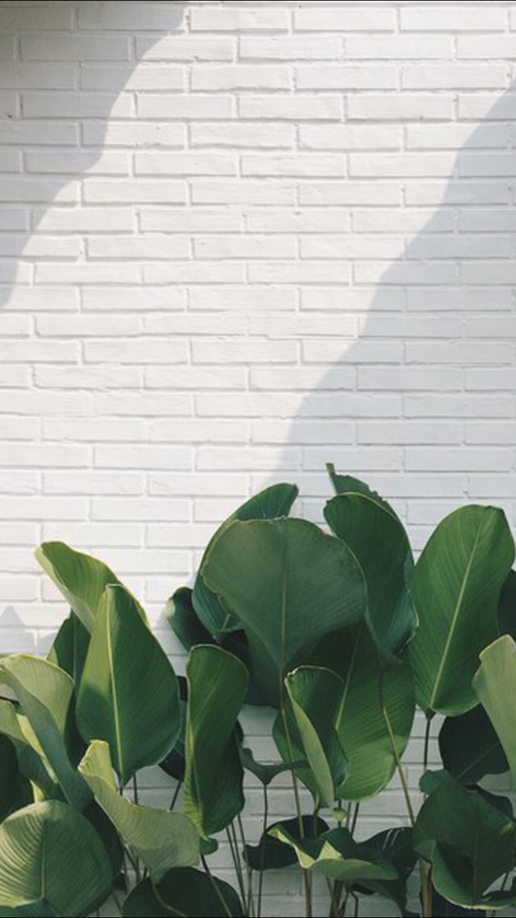 Detail Aesthetic Daun Nomer 4
