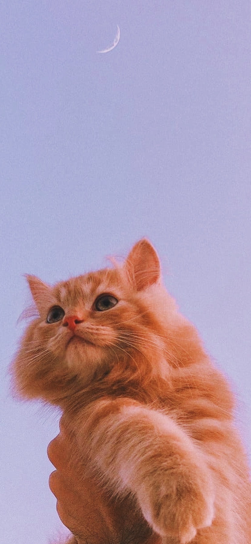 Detail Aesthetic Lockscreen Kucing Tumblr Nomer 30