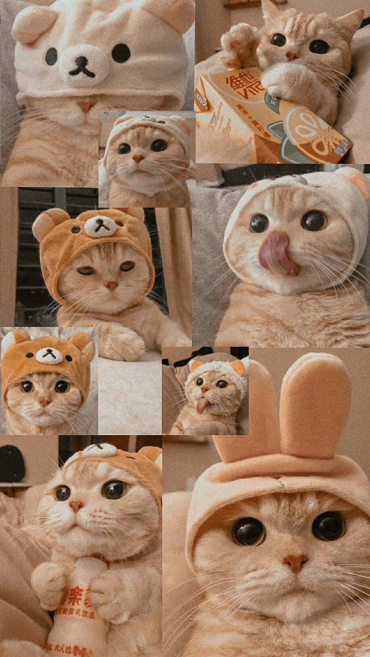 Detail Aesthetic Lockscreen Kucing Tumblr Nomer 8