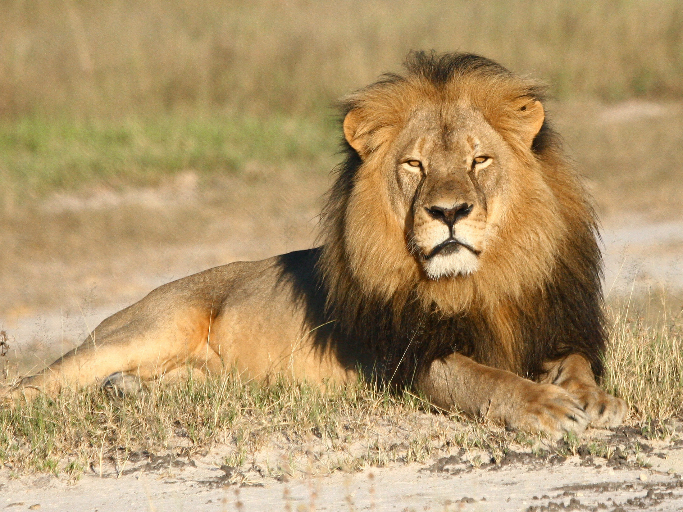 African Lion Photos - KibrisPDR