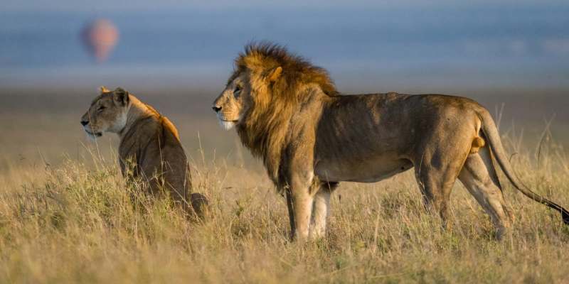 Download African Lion Photos Nomer 22