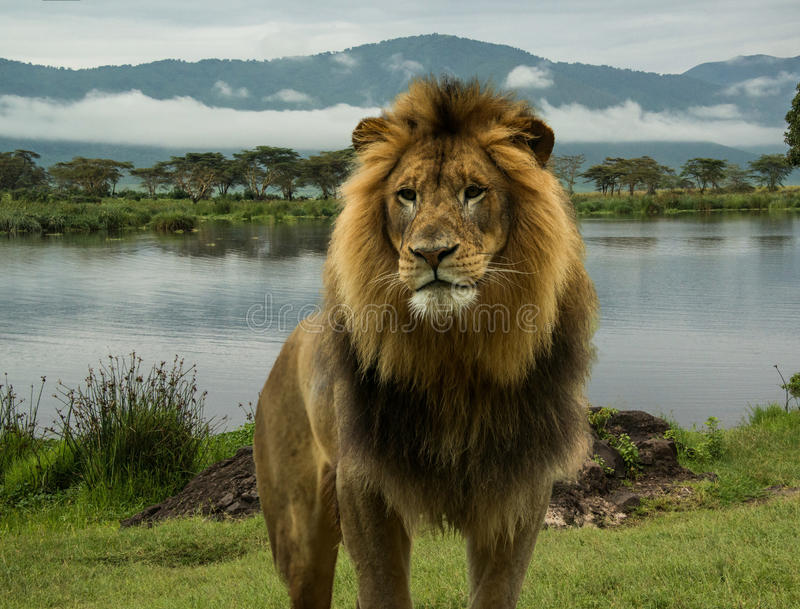 Detail African Lion Photos Nomer 27