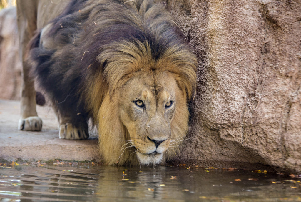 Detail African Lion Photos Nomer 35