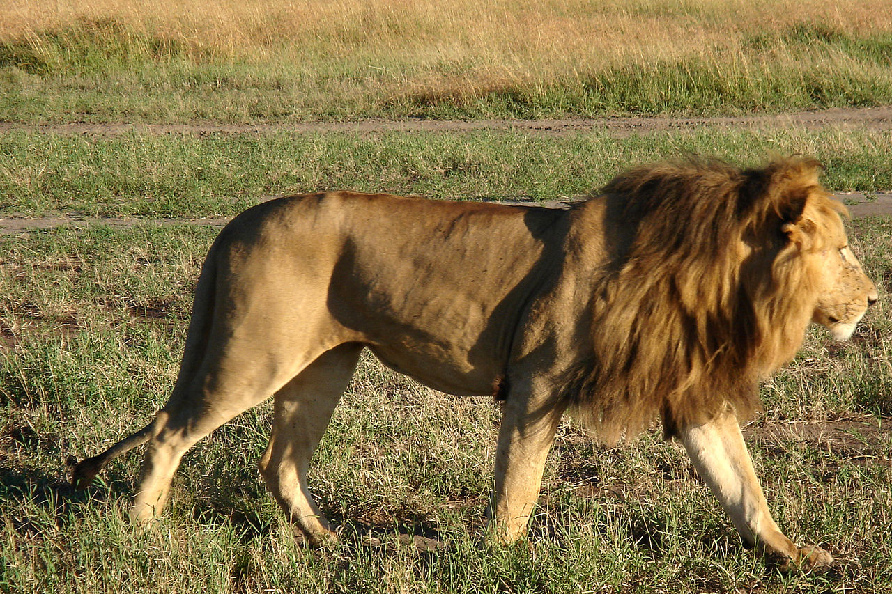 Detail African Lion Photos Nomer 41