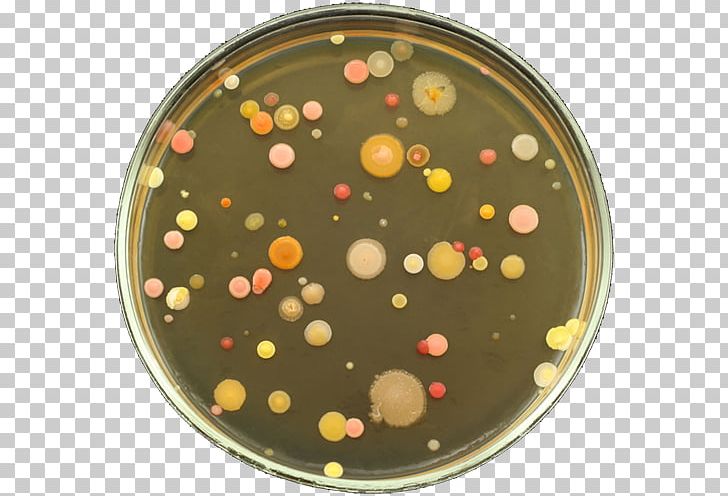 Download Agar Agar Png Nomer 41